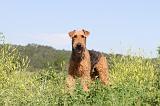 AIREDALE TERRIER 016